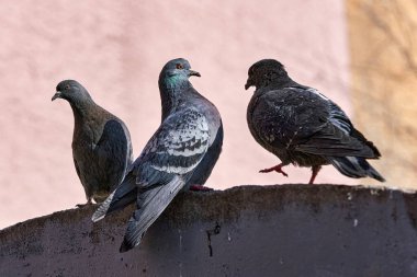 Bir grup gri güvercin çitin üzerinde oturuyor..