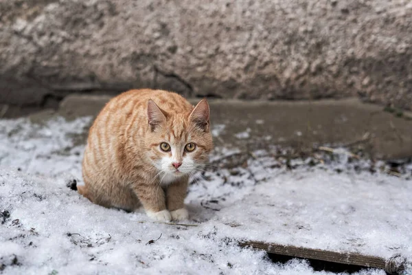 Rote Katze sitzt im Schnee neben einer Steinmauer — Stockfoto