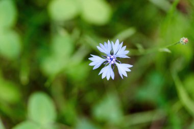 Güneşli bir yaz gününde, çimlerin üzerinde mavi bir çiçek. Bir çiçek bir çayırda yetişti.