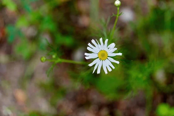 Fiore Camomilla Con Petali Bianchi Centro Giallo Fondo Erba Camomilla — Foto Stock