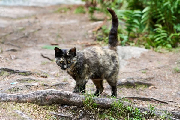 Vahşi benekli bir kedi kuyruğu havada ormanda yürüyor. Ormanda vahşi kedi parkta yürüyor.