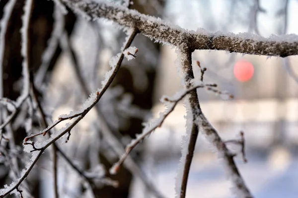 Parque de invierno con árboles cubiertos de heladas y nieve — Foto de Stock