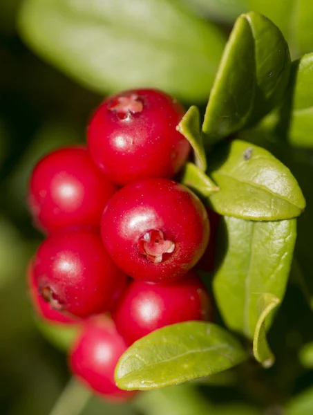 Μούρα cranberrie — Φωτογραφία Αρχείου