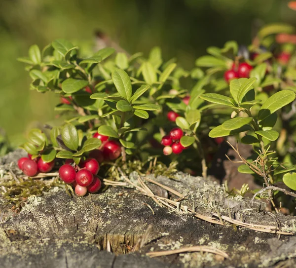 Cranberries de bagas em um toco — Fotografia de Stock