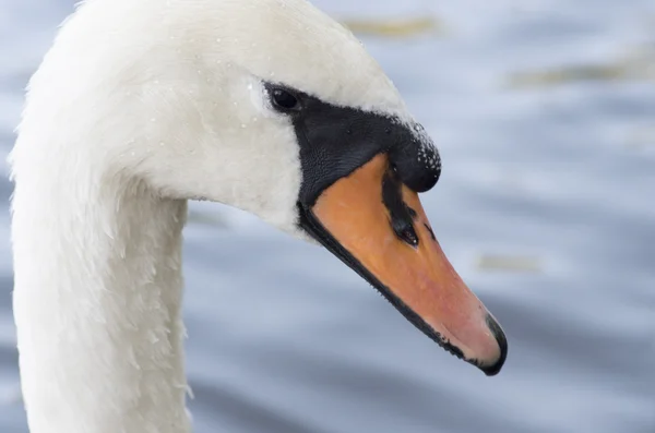 The head of the white swan — Stock Photo, Image