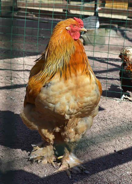 Ayam Brahma Stok Foto