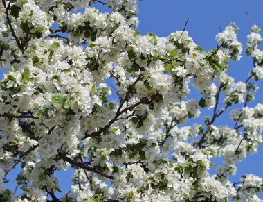 Bir elma ağacı çiçekli bahar.