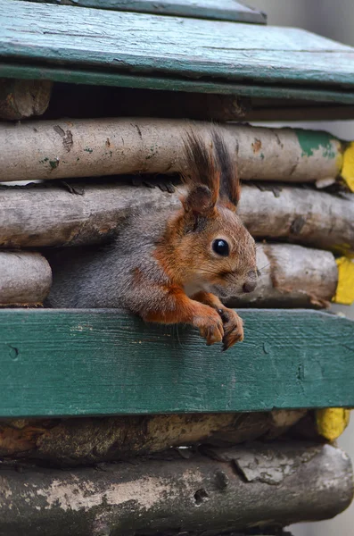 Esquilo em um alimentador . — Fotografia de Stock