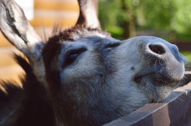 Hayvanat bahçesindeki eşek.