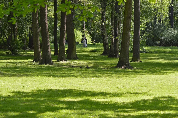 Schaduwrijke grasveld in het park. Stockafbeelding