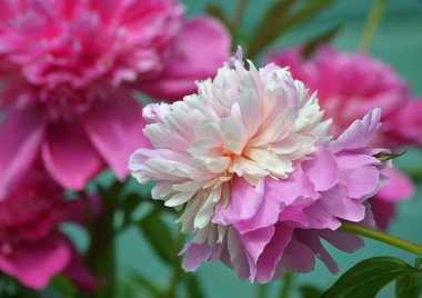 Çiçekli hafif pembe Şakayık