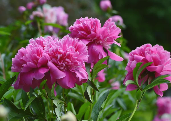 Розовые пионы . — стоковое фото