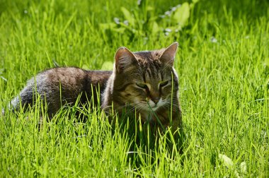Güneşli bir çayır çim grimsi kahverengi kedi.