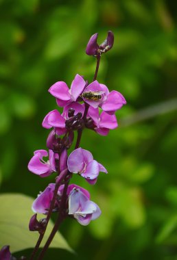 Sweet peas with a bee on a flower.