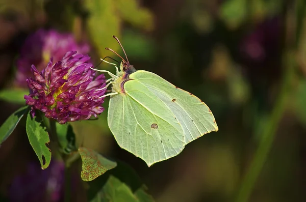 Mariposa ligera sobre una flor de trébol . Imágenes De Stock Sin Royalties Gratis