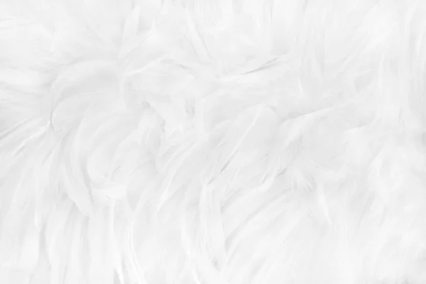 Hermoso Blanco Gris Plumas Patrón Textura Fondo — Foto de Stock