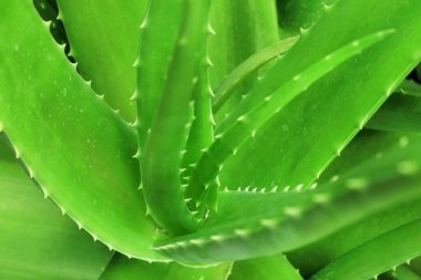 Bahçede yetişen aloe vera bitkisinin kapağını kapatın..