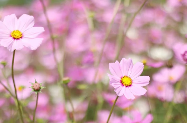 Beautiful Cosmos Flower Blooming Garden Pink Blurred Background — Stock Photo, Image