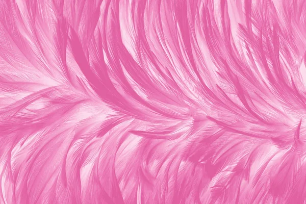 Hermoso Pájaro Rosa Plumas Patrón Textura Fondo —  Fotos de Stock