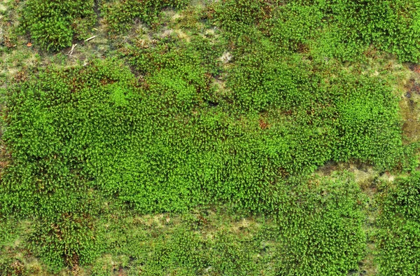 Close Green Moss Texture Background Growing Old Stone Wall Stock Photo