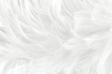 Güzel beyaz gri kuş tüyü desen arkaplan.