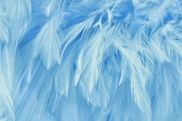 Niebieski Pastel Ptaków Pióra Wzór Tekstury Tło — Zdjęcie stockowe
