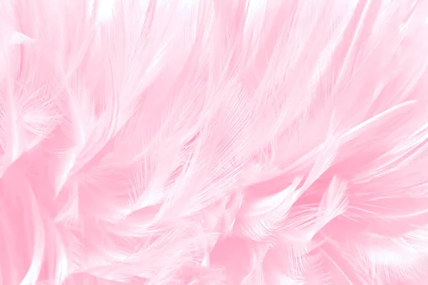 stock image Beautiful soft pink bird feathers pattern texture background.