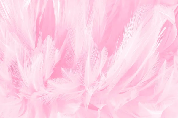 Beautiful Soft Pink Bird Feathers Pattern Texture Background — Stock Photo, Image
