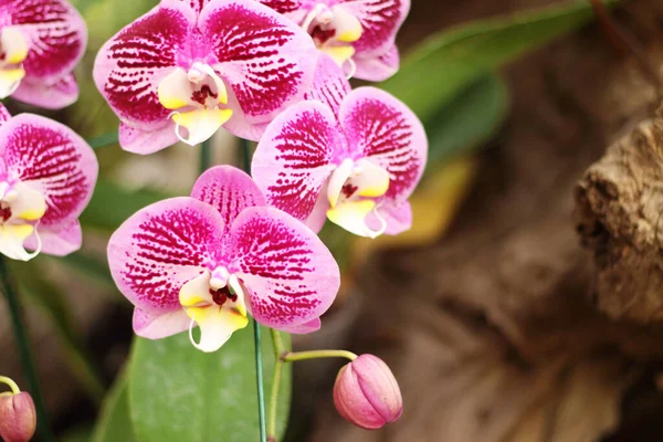 Primo Piano Bouquet Orchidee Con Sfondo Naturale Bel Fiore Orchidea — Foto Stock