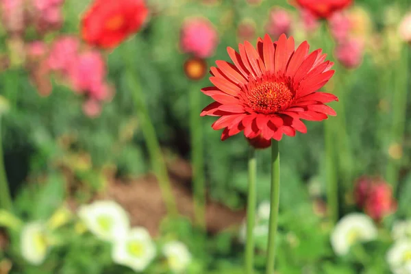 Beautiful Red Gerbera Daisy Flower Blooming Garden Blurred Background — Stock Photo, Image