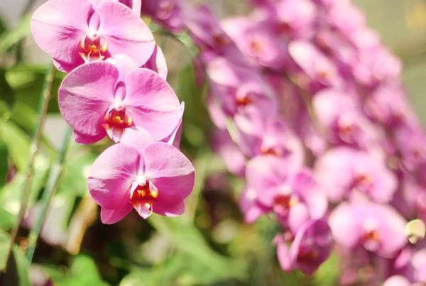 Primo Piano Bouquet Orchidee Con Sfondo Naturale Bel Fiore Orchidea — Foto Stock