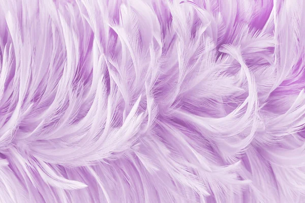 Piękny Fioletowy Pastel Ptaków Pióra Wzór Tekstury Tło — Zdjęcie stockowe