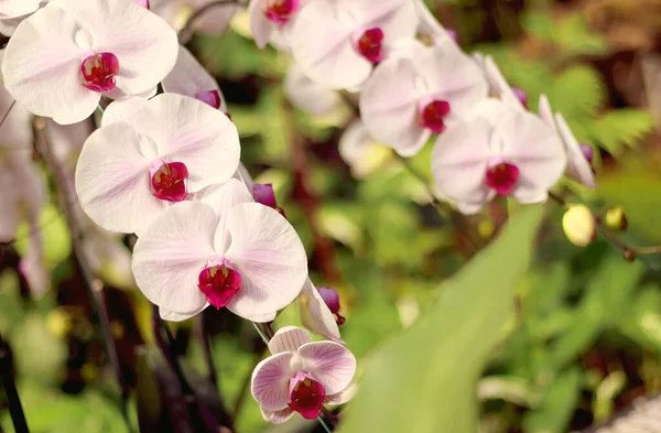 Primo Piano Bouquet Orchidee Con Sfondo Naturale Bel Fiore Orchidea — Foto Stock