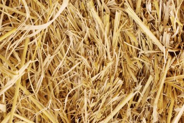 Arka plan ve tasarım için kuru saman dokusu, inek ve at için tahıl kamışı balyaları.