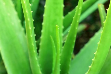 Bahçede yetişen aloe vera bitkisinin kapağını kapatın..