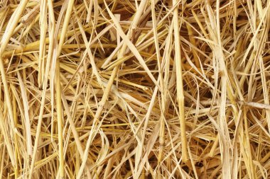 Arka plan ve tasarım için kuru saman dokusu, inek ve at için tahıl kamışı balyaları.