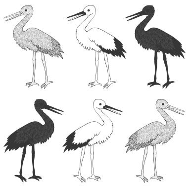Leylek kuş vektör set