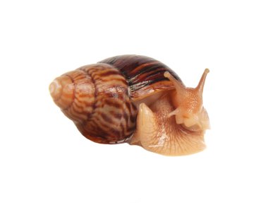 Achatina salyangoz, izole