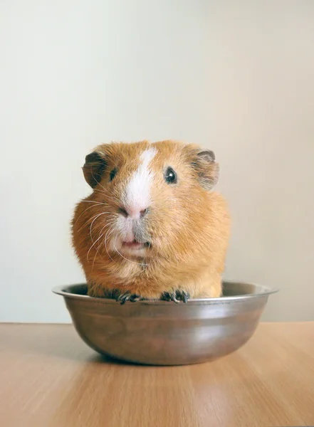 Gris från Guinea — Stockfoto