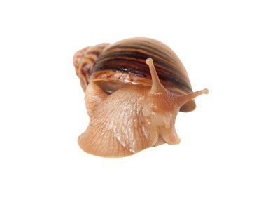 Achatina salyangoz, izole