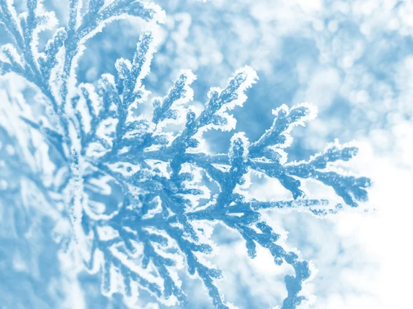 Winter cypress — Stock Photo, Image