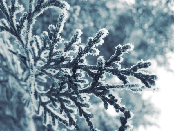 Winter cypress — Stock Photo, Image