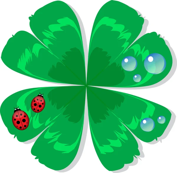 Ladybird in dew on a leaf clover — Stock Vector