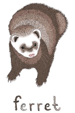 beyaz zemin üzerinde komik gelincik