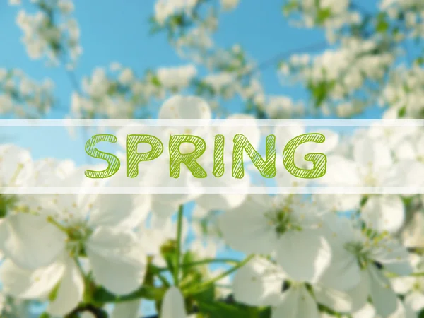 Spring blur background — Stock Photo, Image