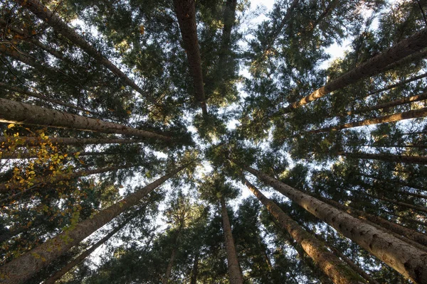 Bir ormandaki Boyutlanmış günlükleri