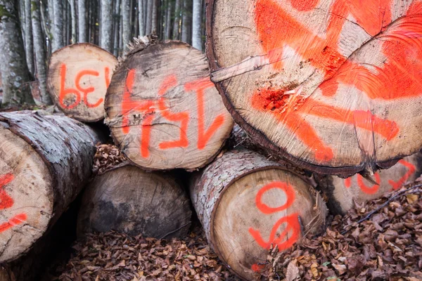 Bir ormandaki Boyutlanmış günlükleri