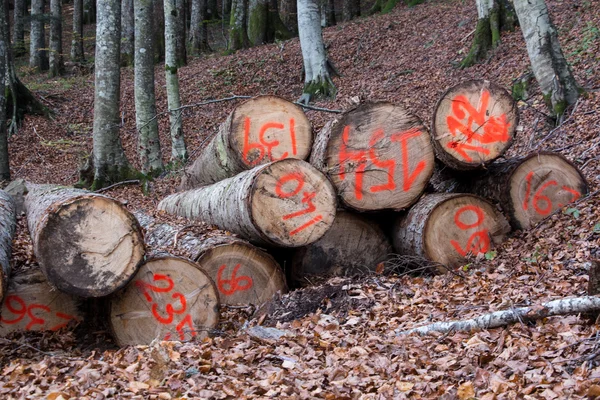 Bir ormandaki Boyutlanmış günlükleri