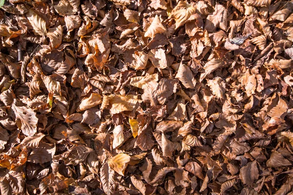 Kuru yaprak katmanı