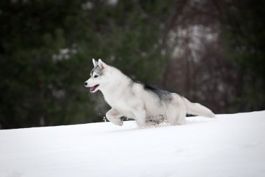 ormanda köpek